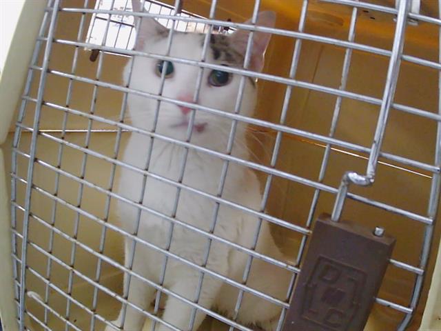 Shelter Stray Male Cat last seen PINEVILLE, Charlotte, NC 28217