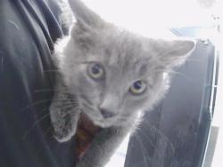 Shelter Stray Male Cat last seen PINEVILLE, Charlotte, NC 28217