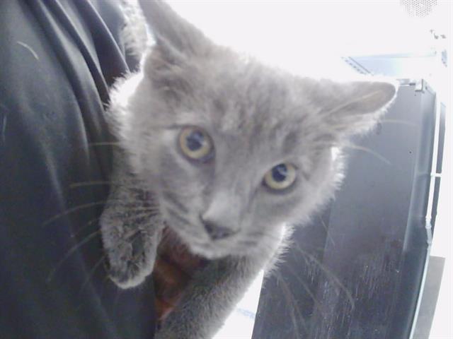Shelter Stray Male Cat last seen PINEVILLE, Charlotte, NC 28217