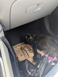 Found/Stray Unknown Cat last seen Hampton Courts apmt, Columbia, SC 29209
