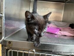 Shelter Stray Unknown Cat last seen Near BLOCK GRANITE VIEW, Perris, CA 92571