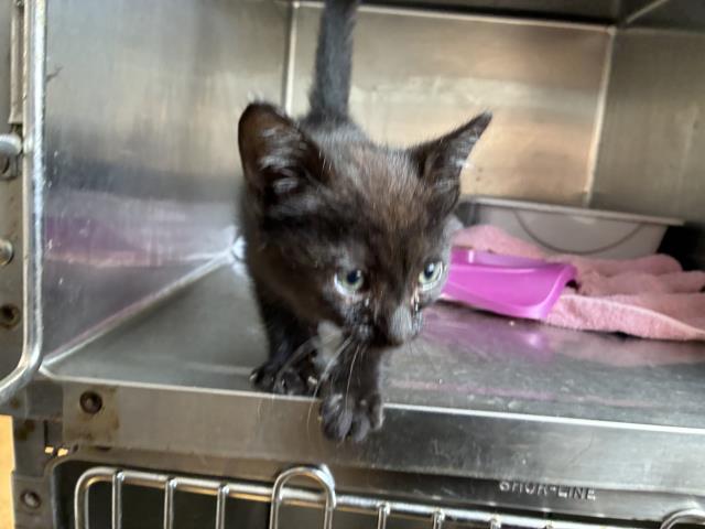 Shelter Stray Unknown Cat last seen Near BLOCK GRANITE VIEW, Perris, CA 92571