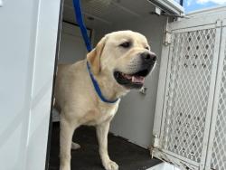 Shelter Stray Male Dog last seen WARBONNET/TEPEE, Perris, CA 92571