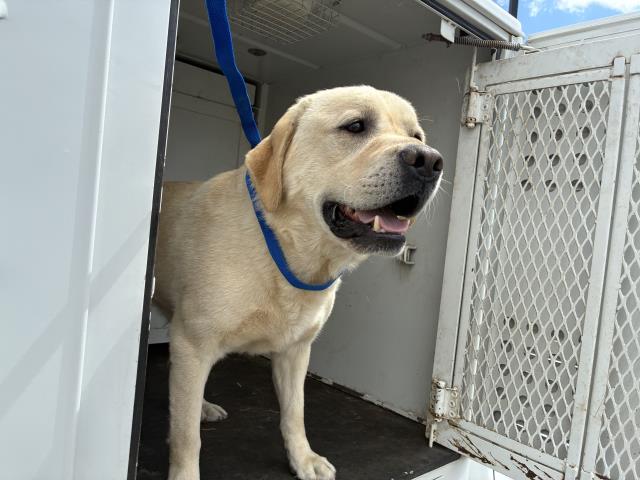 Shelter Stray Male Dog last seen WARBONNET/TEPEE, Perris, CA 92571