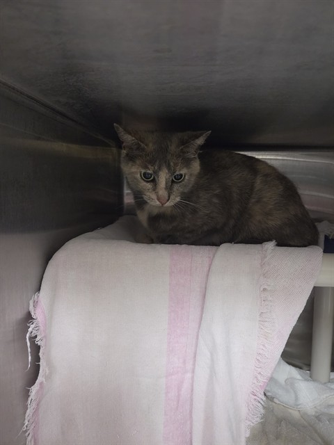 Shelter Stray Female Cat last seen Near BLOCK MOORES MILL RD, Huntsville, AL 35805