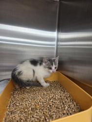 Shelter Stray Female Cat last seen Near BLOCK BJ LANE RD, 4950 SW Triana Blvd, Huntsville, AL 35805, USA