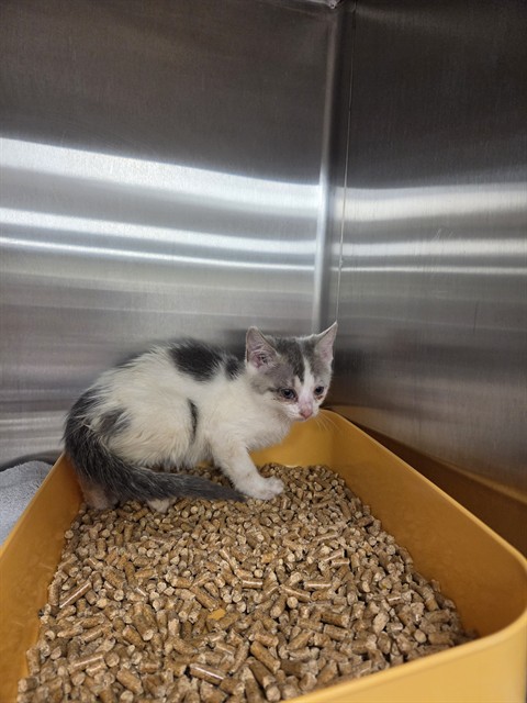 Shelter Stray Female Cat last seen Near BLOCK BJ LANE RD, 4950 SW Triana Blvd, Huntsville, AL 35805, USA
