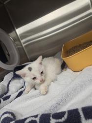 Shelter Stray Female Cat last seen Near BLOCK BJ LANE RD, 4950 SW Triana Blvd, Huntsville, AL 35805, USA