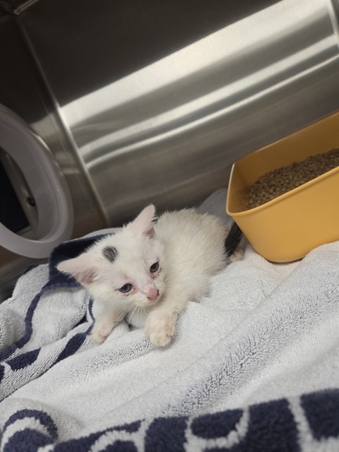 Shelter Stray Female Cat last seen Near BLOCK BJ LANE RD, 4950 SW Triana Blvd, Huntsville, AL 35805, USA