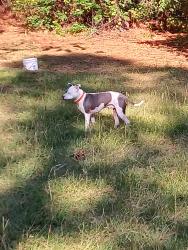 Reunited Male Dog last seen Near Woodtrail Dr, Gaston, SC 29053