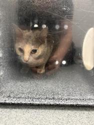 Shelter Stray Female Cat last seen Near , Indianapolis, IN 46221