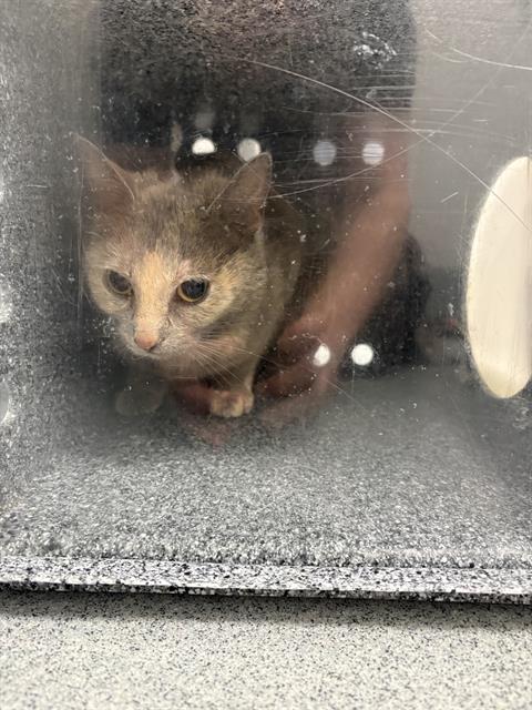 Shelter Stray Female Cat last seen Near , Indianapolis, IN 46221
