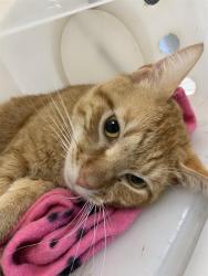 Shelter Stray Male Cat last seen Near , Indianapolis, IN 46221