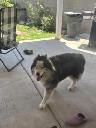 Found/Stray Male Dog last seen Banna/badillo , Covina, CA 91723