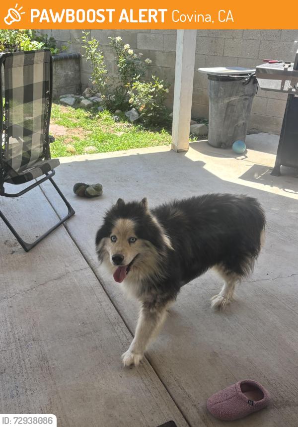 Found/Stray Male Dog last seen Banna/badillo , Covina, CA 91723