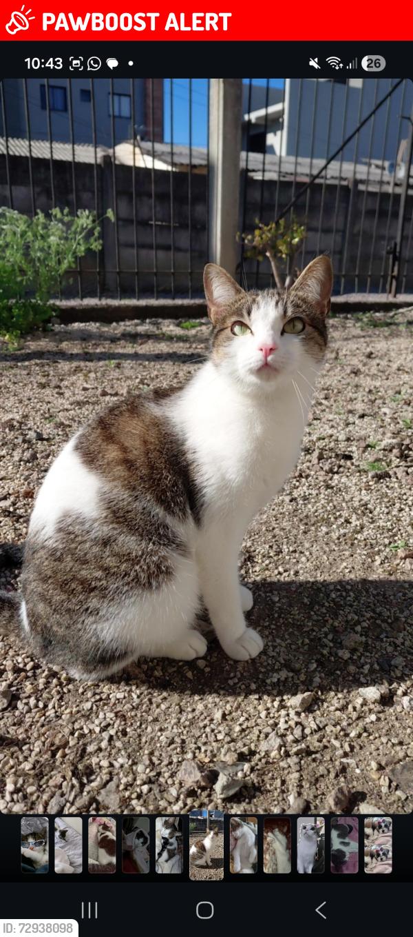Lost Female Cat last seen Perto do mathias jacomel , Vargem Grande, PR 83321-100