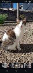 Lost Female Cat last seen Perto do mathias jacomel , Vargem Grande, PR 83321-100