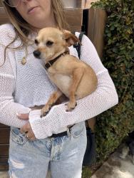 Found/Stray Female Dog last seen 5th and San Juan in Venice , Los Angeles, CA 90291