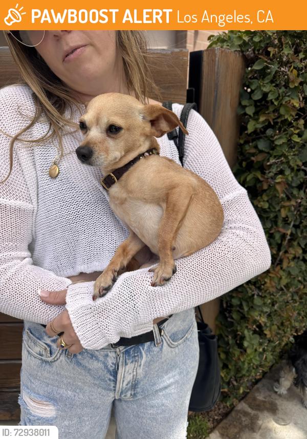 Found/Stray Female Dog last seen 5th and San Juan in Venice , Los Angeles, CA 90291