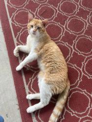 Found/Stray Male Cat last seen Rayne. La , Rayne, LA 70578