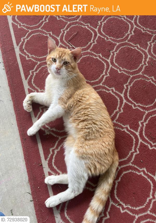 Found/Stray Male Cat last seen Rayne. La , Rayne, LA 70578