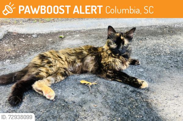 Found/Stray Female Cat last seen Area around the target Panera and hse market, Columbia, SC 29209