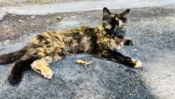 Found/Stray Female Cat last seen Area around the target Panera and hse market, Columbia, SC 29209