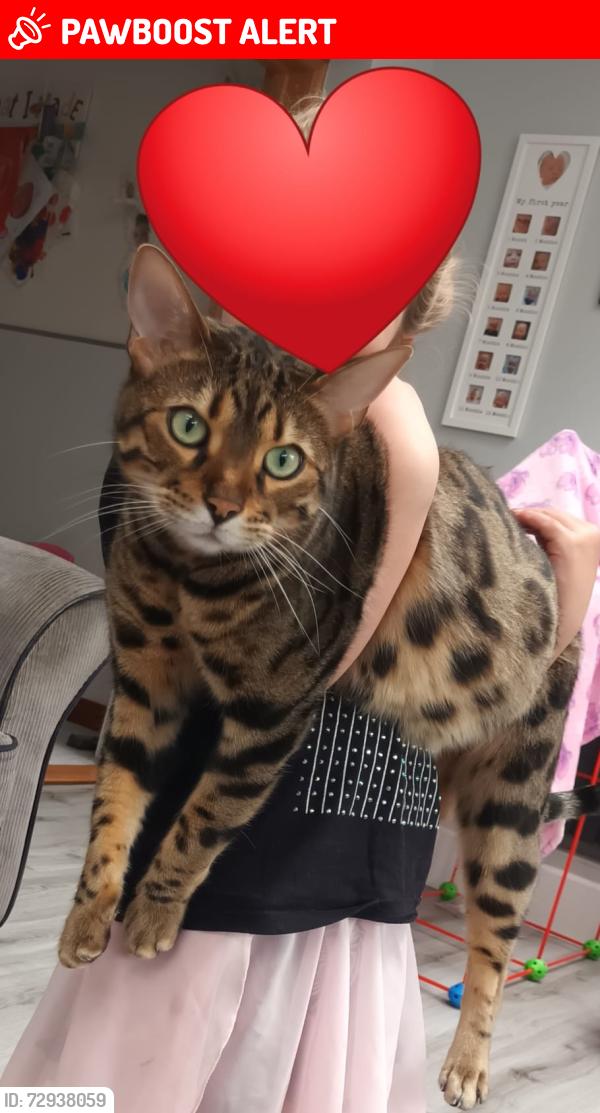Lost Male Cat last seen Vicarage close, Potter Heigham, Potter Heigham, England NR29