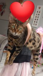 Lost Male Cat last seen Vicarage close, Potter Heigham, Potter Heigham, England NR29