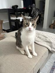 Lost Male Cat last seen Near Street and 150 Avenue, Queens, NY 11420