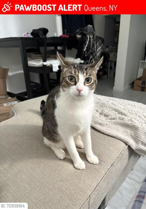 Lost Male Cat last seen Near Street and 150 Avenue, Queens, NY 11420