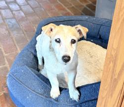 Reunited Female Dog last seen Oak Grove Farm and Equestrian Complex, Lewisville, NC 27023