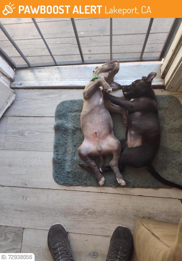 Found/Stray Female Dog last seen Ninth St, Lakeport CA 95453, Lakeport, CA 95453