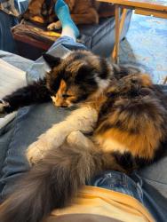 Lost Female Cat last seen Wildgoose (off of Chapman Ave) and Santa Rita Ave, Garden Grove, CA 92845