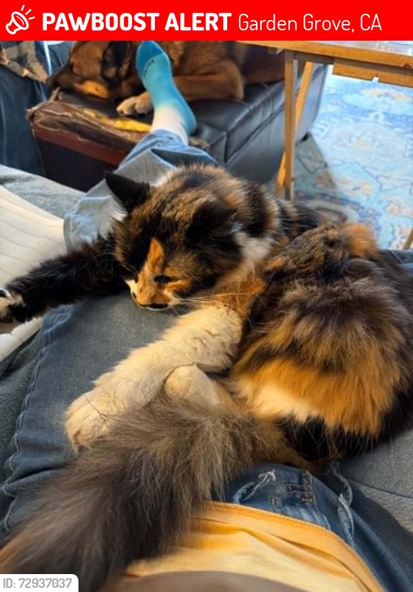 Lost Female Cat last seen Wildgoose (off of Chapman Ave) and Santa Rita Ave, Garden Grove, CA 92845