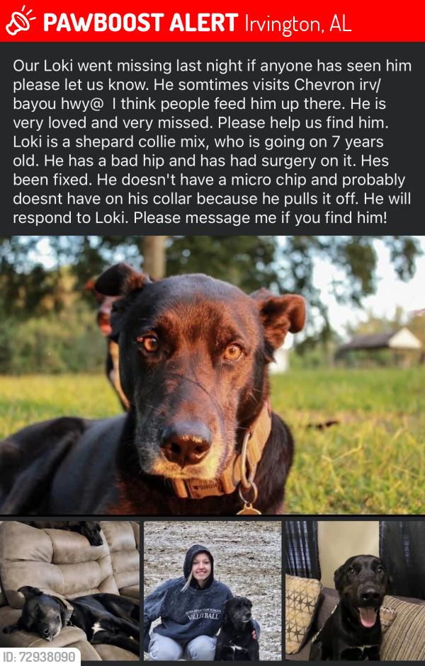 Lost Male Dog last seen Bayou la batre Al , Irvington, AL 36544