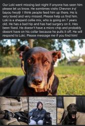 Lost Male Dog last seen Bayou la batre Al , Irvington, AL 36544