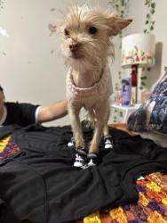 Lost Female Dog last seen 55th and kostner, Chicago, IL 60632