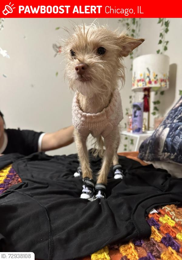 Lost Female Dog last seen 55th and kostner, Chicago, IL 60632