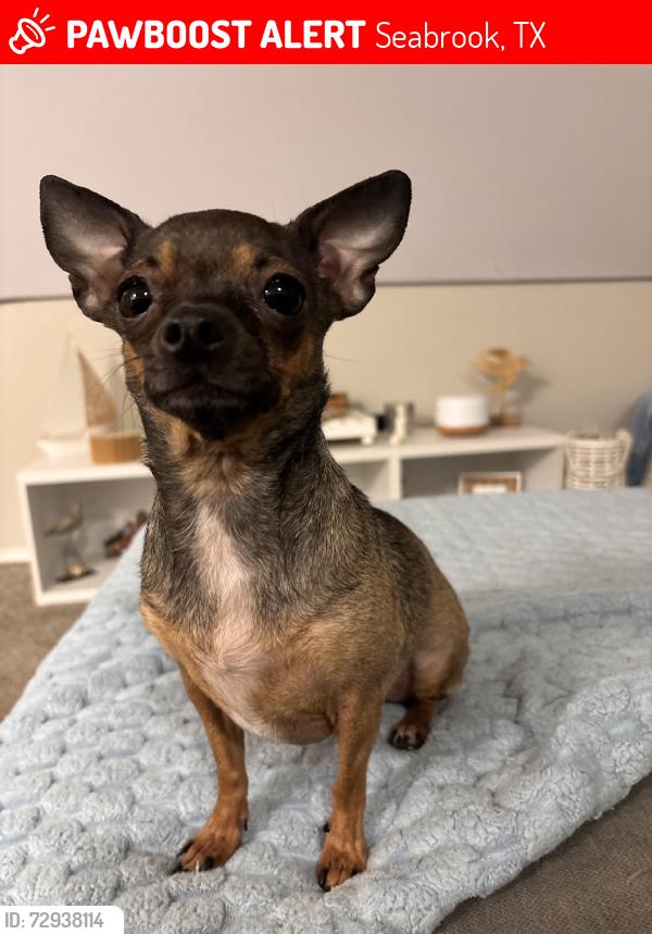 Lost Female Dog last seen Near Nasa Plwy Apt 1108, Seabrook, TX 77586 / El Mar/ bldg 11 heading toward 9, Seabrook, TX 77586