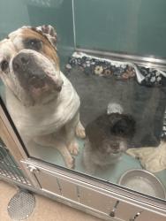 Reunited Male Dog last seen In Anaheim on Euclid and glenoaks, Anaheim, CA 92801