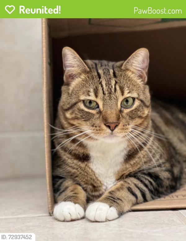 Reunited Male Cat last seen Near Rhem Ave, New Bern, NC 28560, USA, New Bern, NC 28560
