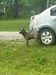 Reunited Male Dog last seen Ewing and Aldrich, Nashville, TN 37207