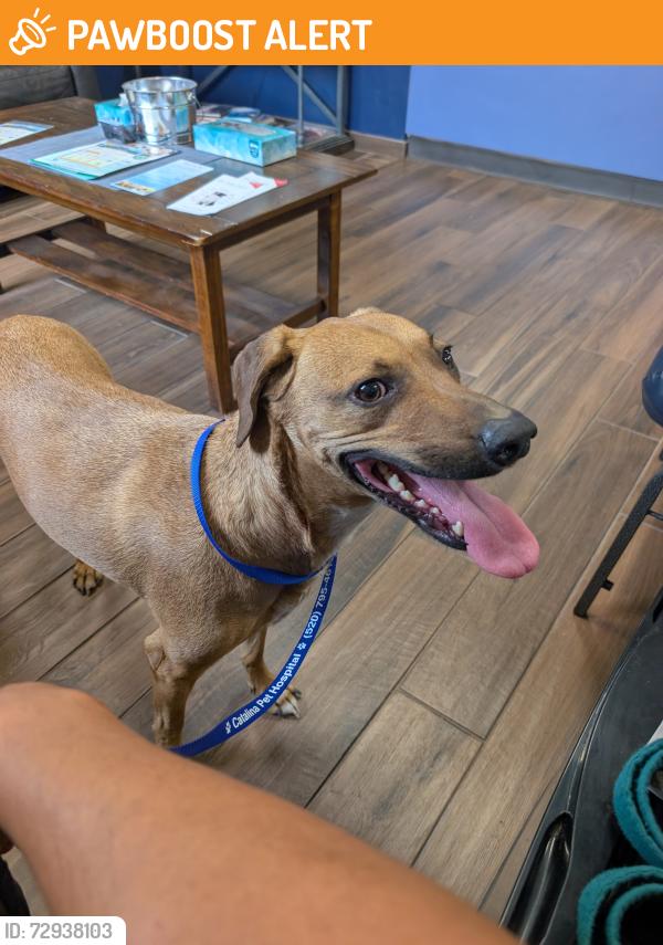 Found/Stray Male Dog last seen Dodge and River , Catalina Foothills, AZ 85718