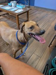 Found/Stray Male Dog last seen Dodge and River , Catalina Foothills, AZ 85718