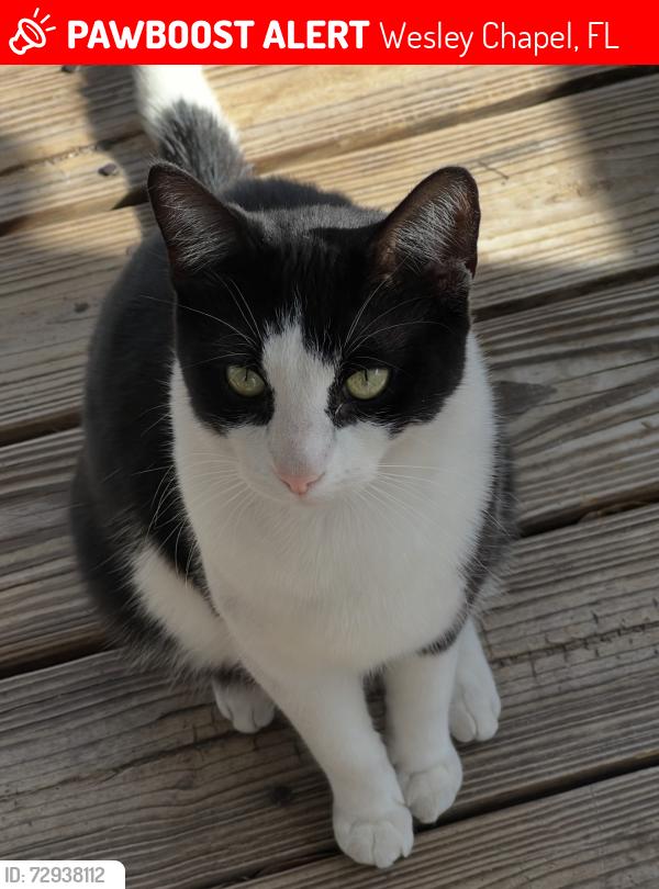 Lost Male Cat last seen Curley rd, Wesley Chapel, FL 33545