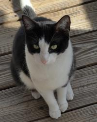 Lost Male Cat last seen Curley rd, Wesley Chapel, FL 33545