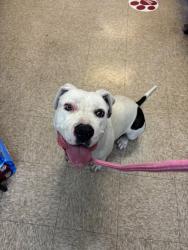 Found/Stray Female Dog last seen 37th and Conejo Drive, San Bernardino, CA 92404