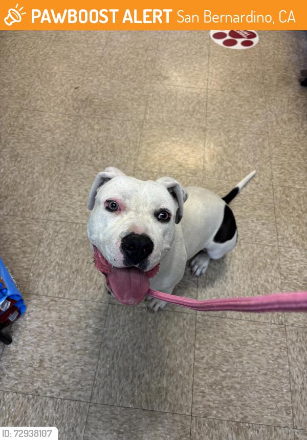 Found/Stray Female Dog last seen 37th and Conejo Drive, San Bernardino, CA 92404
