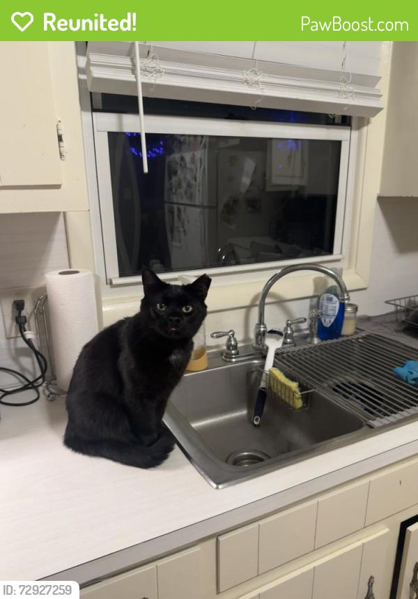 Reunited Female Cat last seen Near the corner of Martha’s place and Pisgah church , Greensboro, NC 27408